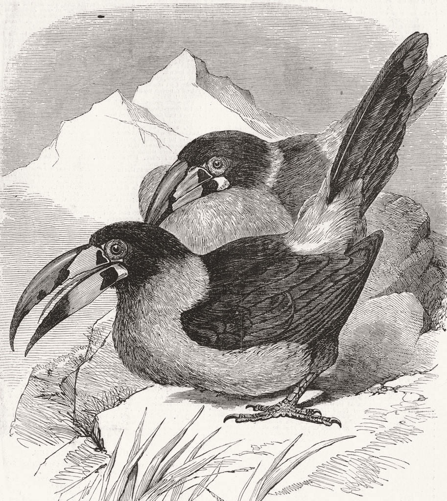 GREY-BREASTED HILL-TOUCAN. Andigena Hypo-Glaucus 1855 old antique print